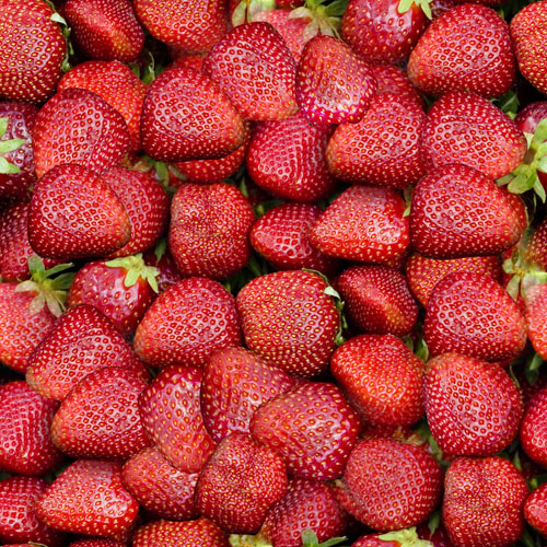 strawberries01lr.jpg