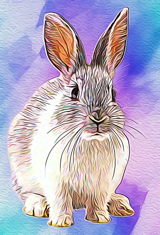 rabbit.jpg