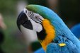 parrot-102497_1920.jpg