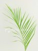 ist2_969570_palm_leaf.jpg