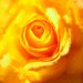 Yellow-rose-faux-painting.jpg