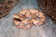 copperhead.jpg