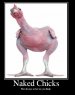 Naked Chicks.jpg
