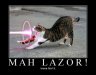 cat_laser.jpg