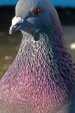 Pigeon 2.jpg