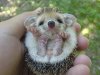 baby-porcupine.jpg