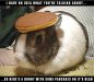Bunny-Pancakes-NEW.jpg