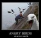 Angry Birds.jpg