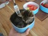 cat_food.jpg
