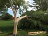 Tree Damage1.jpg