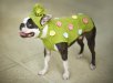 ss-111128-doggie-sweaters-Schuba4yourPooch_etzy2.ss_full.jpg