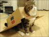 cardboard-plane-cat_large.jpg