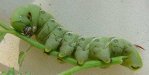 tomatohornworms3.jpg