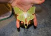 Luna_Moth_flying_out_of_hand_by_postal_crazylegs.jpg