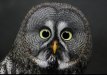 BIG-EYED-OWL.jpg