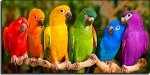 colorful birdies.jpg