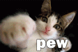 catpew.gif