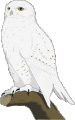 owl04.gif