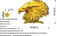 Eagle head.jpg