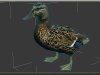 Duck Model.jpg