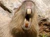 capybara-teeth.jpg