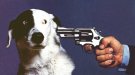 dog-and-gun.jpg