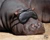 a Blind Hippo