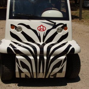 zebra front