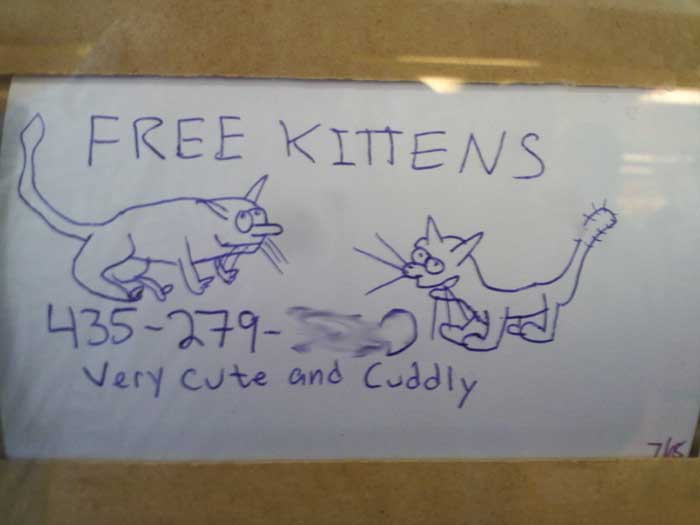 free kitties