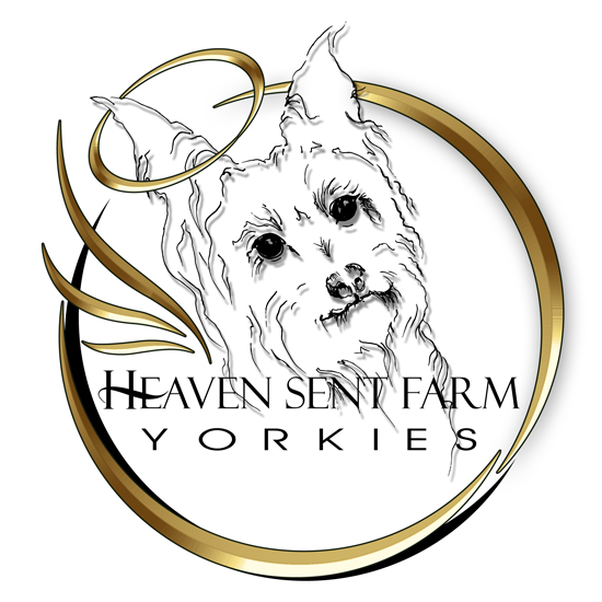HEAVEN SENT Yorkies Logo Design